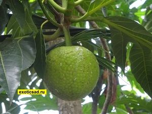 ���� �������� ������