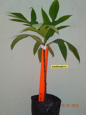 ������� �������� ������