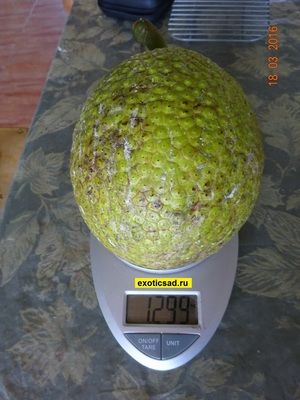 ��� ����� �������� ������