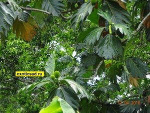 ������ �������� ������