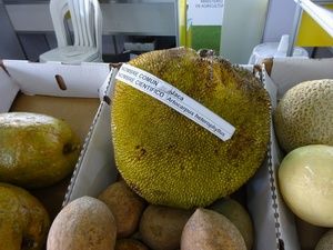 ���� ���������