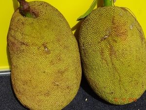 ����� ���������