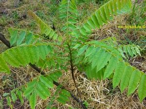 ������� ������ �������.