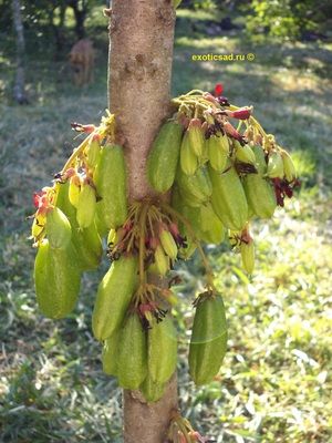 ������������ �������