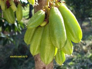 ������� - averrhoa bilimbi.