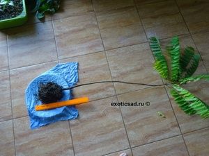 ������� ���������� ������ - �������.