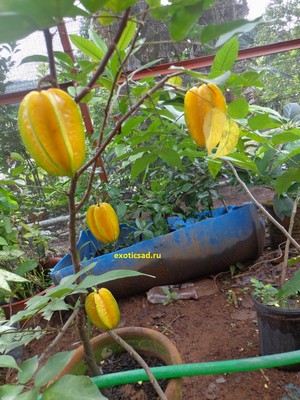 ��������� ���������� - ������ � �������