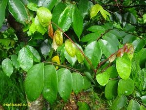 ������� ������ ���������