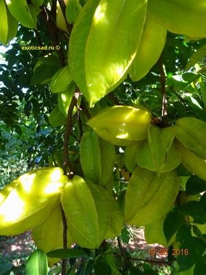 ������������ ���������