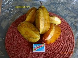 ����� ���������