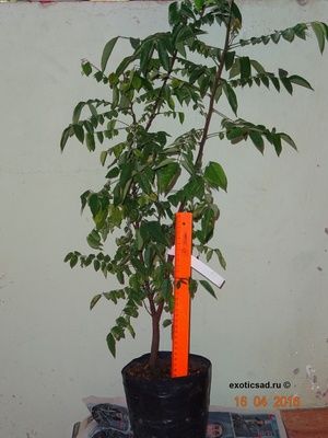 ������� ���������