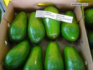 ���� ������� ������.