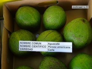 ���� ������� �����.