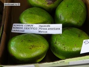 ���� ������� ������.