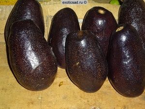 ���� ������� ���-�����.