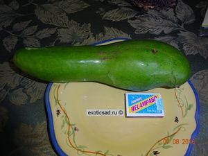 ���� ������� ������.