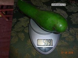 ���� ������� ������ - ��� �����.