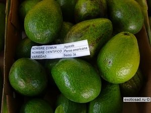 ���� ������� ����-34.