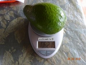 ���� ������� ����-34 - ��� �����.