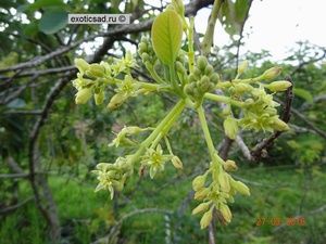 �������� �������.