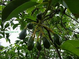 ����� ������� ������� �������.