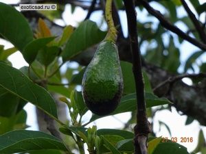 ������� ���� �������.