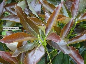 ������� ������� ������ �������.