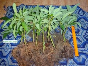 ������� �������.