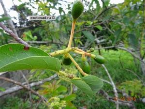 ������ �������.