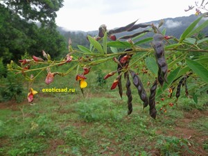 ����� � ����� �����