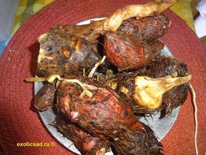 ������ ����