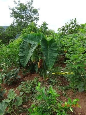 ���� ����