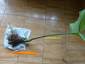 ������� ����