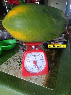 ���� ������ ����� ��� ���� � �������