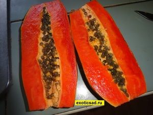 ���� ������ ����� ������� � �������