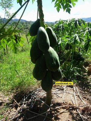 ������ ����������