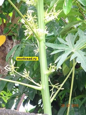 ������� ����� ������