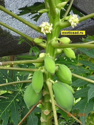 ������ ������ ������