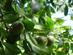 ����� ����� ������