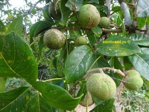 ����� ������ �����