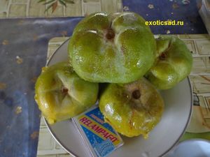 ������ ������ ����� ������