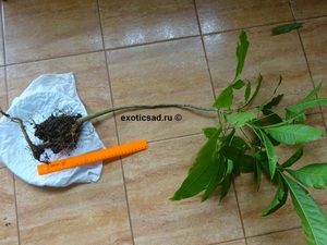 ������� ����� ������