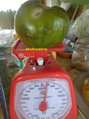 ��� ������ ����� ������