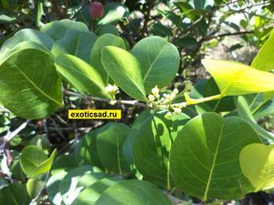 ����� �����