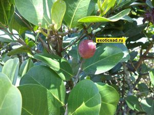 ���� �����