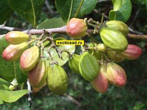 ������� ����� �����