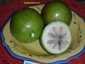 ���� ������� ������