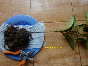 ������� �������