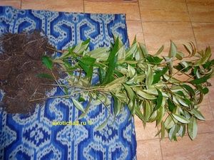 ������� �������