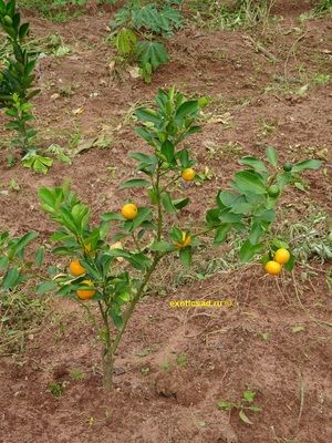 ���� ����������� ���������